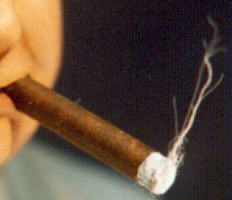 cuban cigars